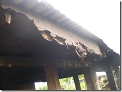Major termite damage